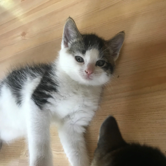 Abby The Amazing Sitter - Jackson Hei