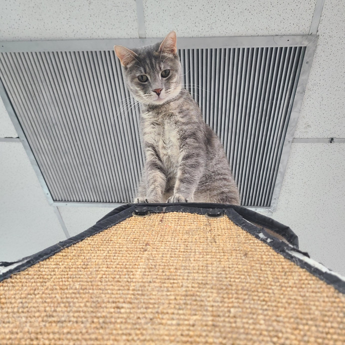 Abby The Amazing Sitter - Jackson Hei