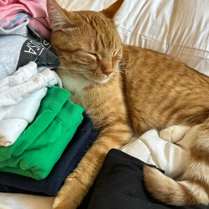 Cat-Whisperer Christine's Chicago Cat Care