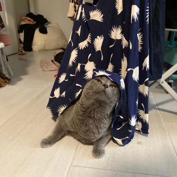 Cat-Whisperer Christine's Chicago Cat Care