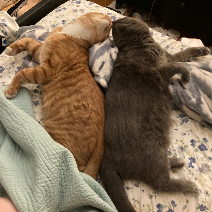 Cat-Whisperer Christine's Chicago Cat Care