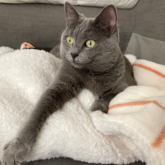 Cat-Whisperer Christine's Chicago Cat Care