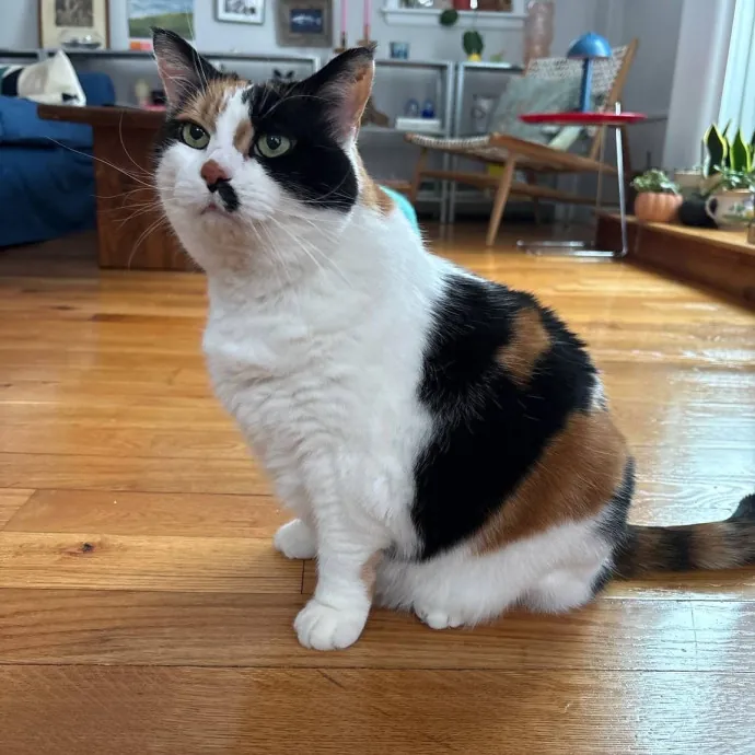 Cat Lover With Pet Sitting Experience