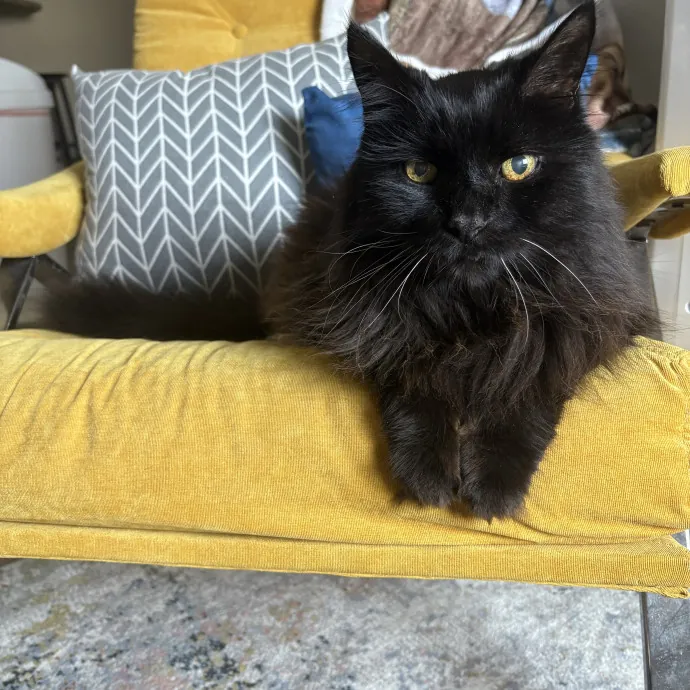 Cat Lover With Pet Sitting Experience