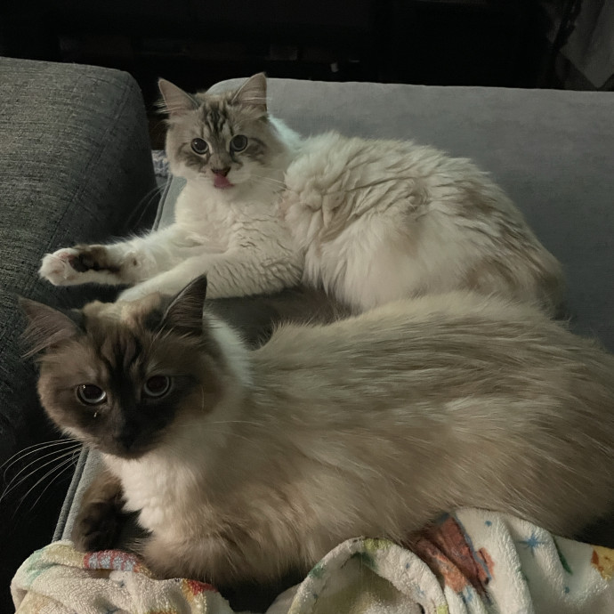 Cat Lover With Pet Sitting Experience