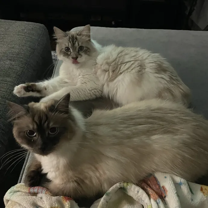 Cat Lover With Pet Sitting Experience