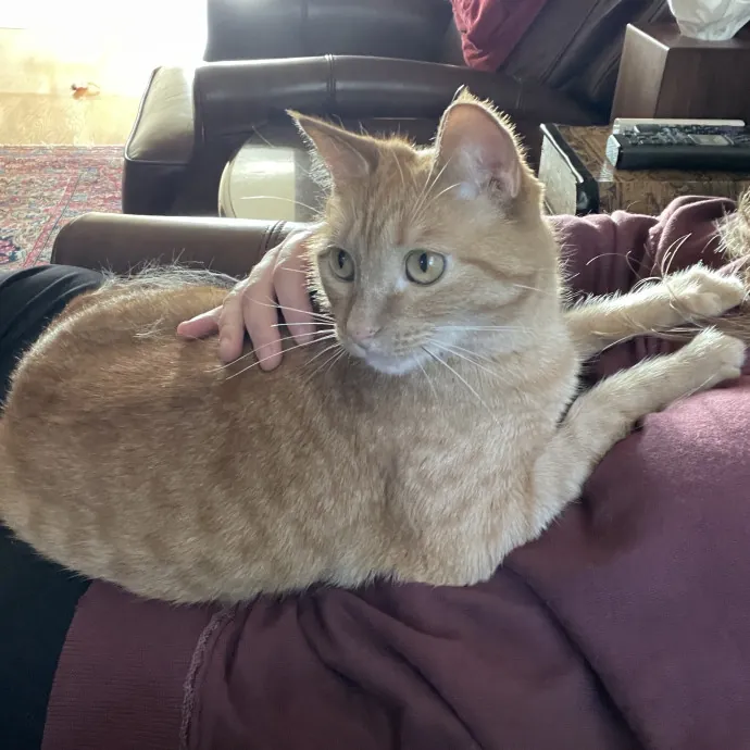 Cat Lover With Pet Sitting Experience