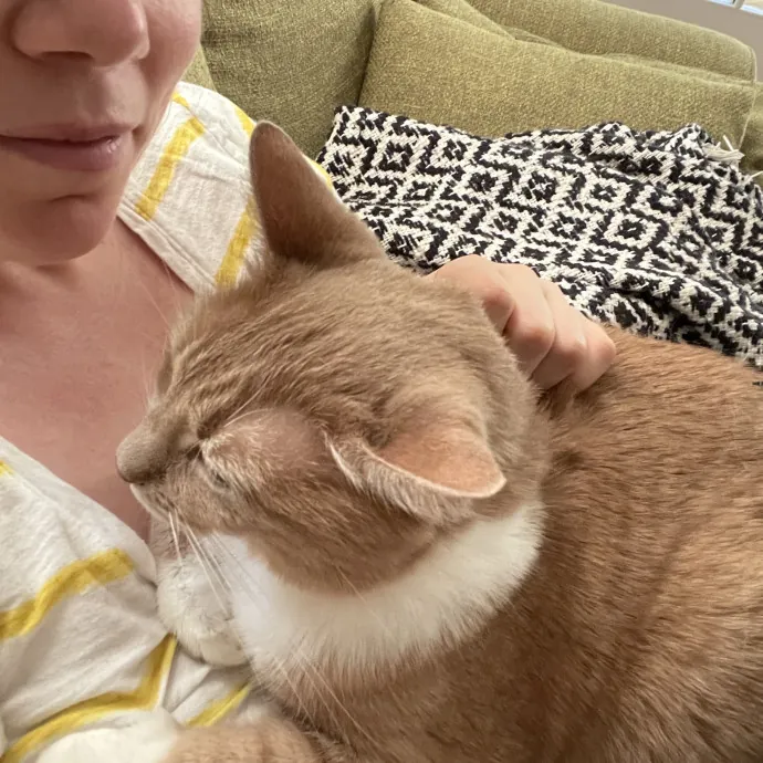 Cat Lover With Pet Sitting Experience photo 3