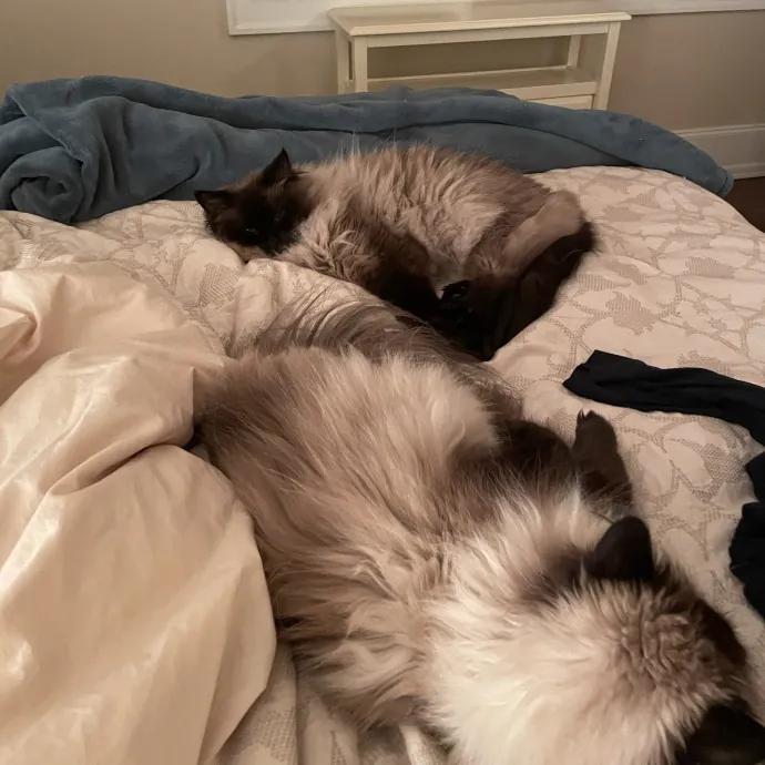 Cat Lover With Pet Sitting Experience photo 2