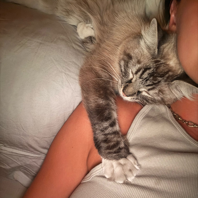 Cam's Cat Sitting