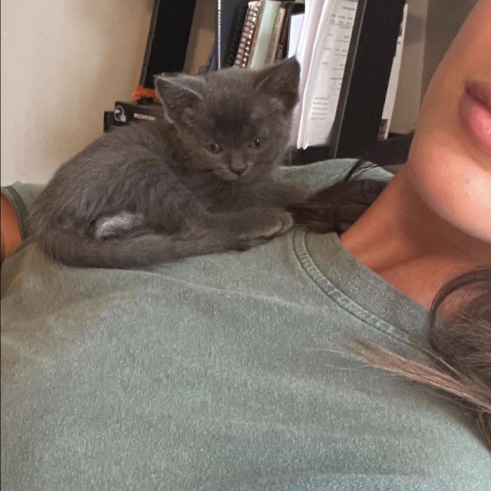 Cam's Cat Sitting