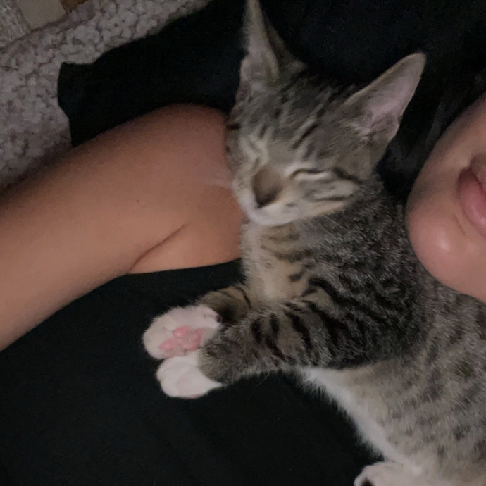Cam's Cat Sitting