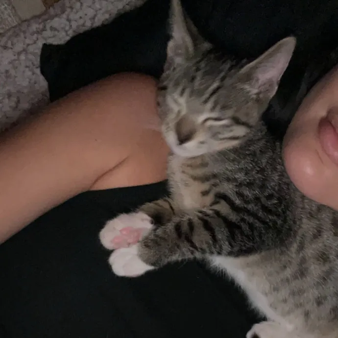 Cam's Cat Sitting