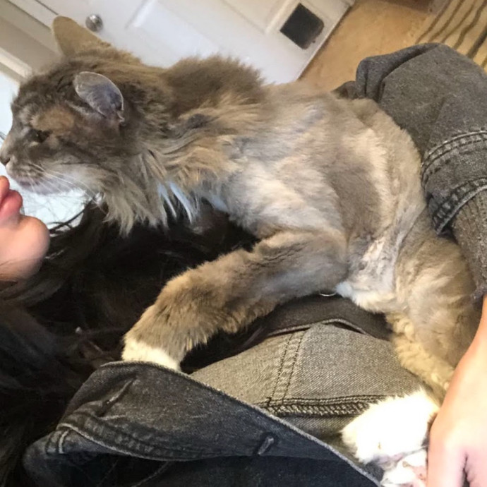 Cam's Cat Sitting