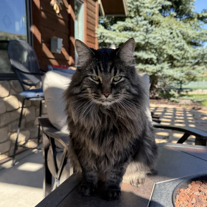 Cam's Cat Sitting