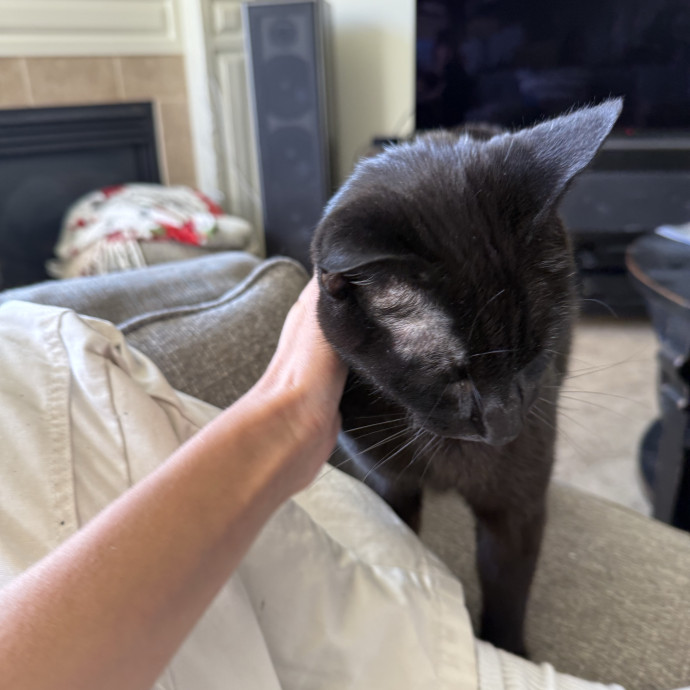 Cam's Cat Sitting