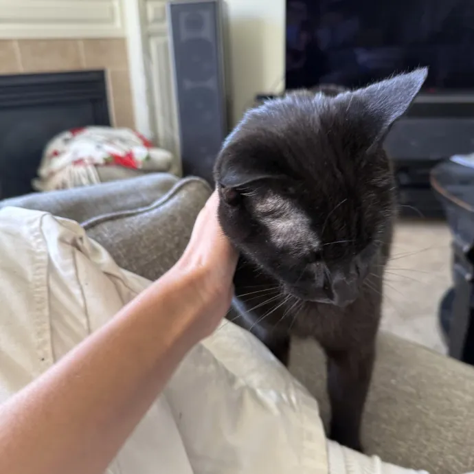 Cam's Cat Sitting