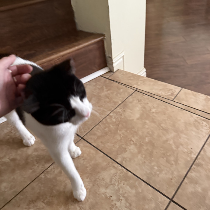 Cam's Cat Sitting