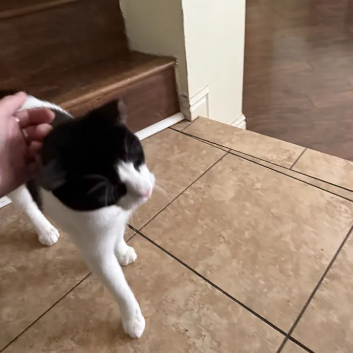 Cam's Cat Sitting