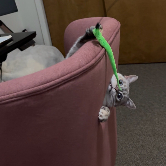 Cam's Cat Sitting