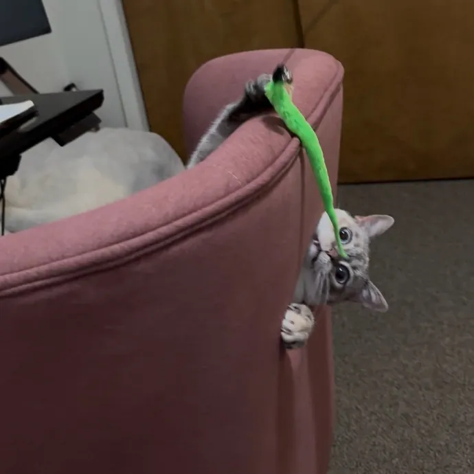 Cam's Cat Sitting