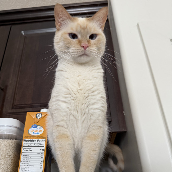 Cam's Cat Sitting
