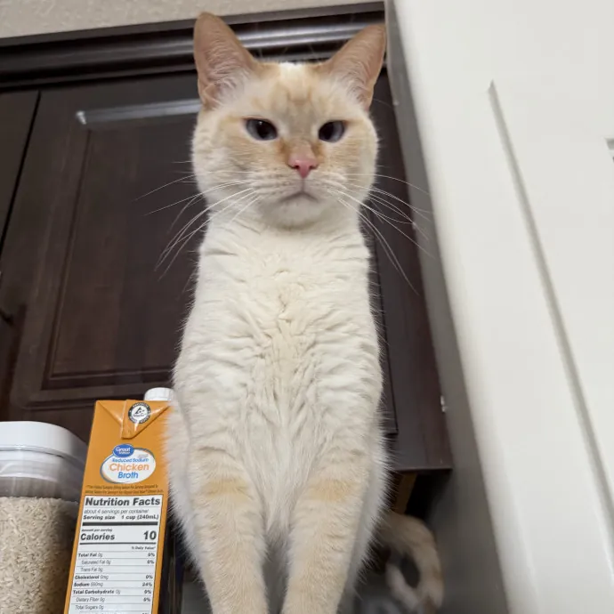 Cam's Cat Sitting