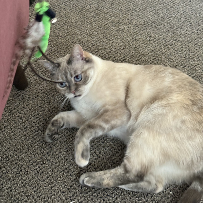 Cam's Cat Sitting