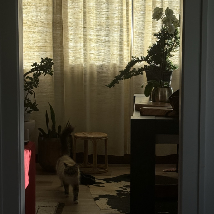 Cam's Cat Sitting