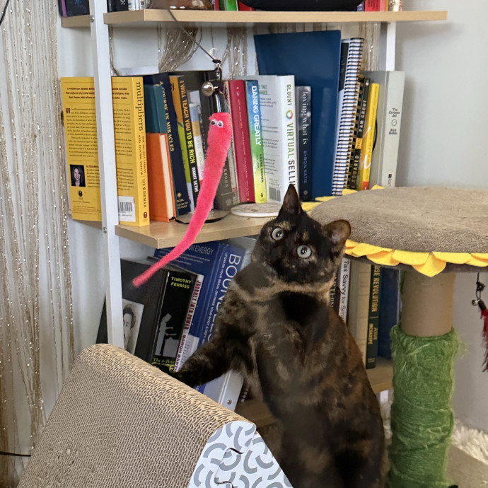 Cam's Cat Sitting