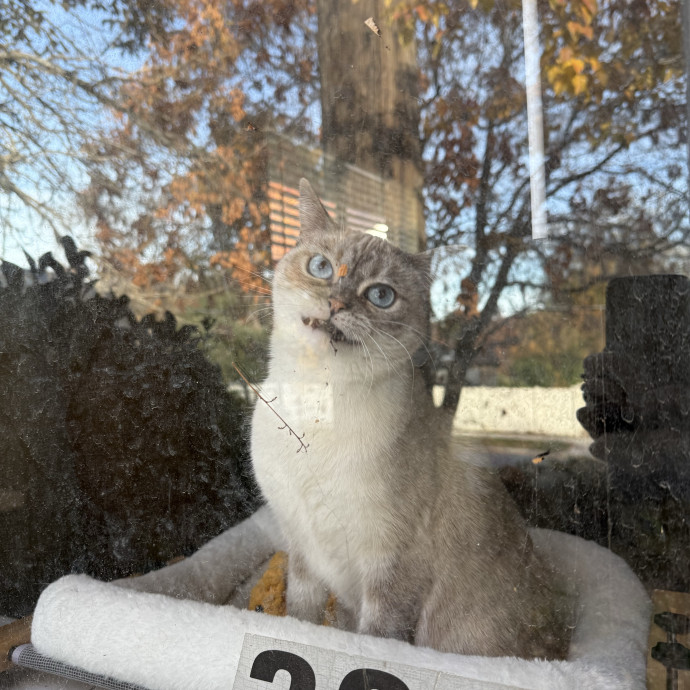 Cam's Cat Sitting