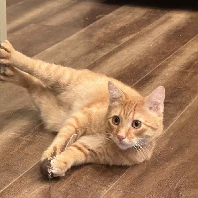 Cam's Cat Sitting