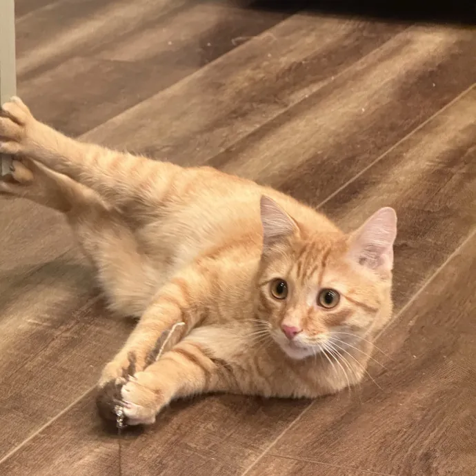 Cam's Cat Sitting