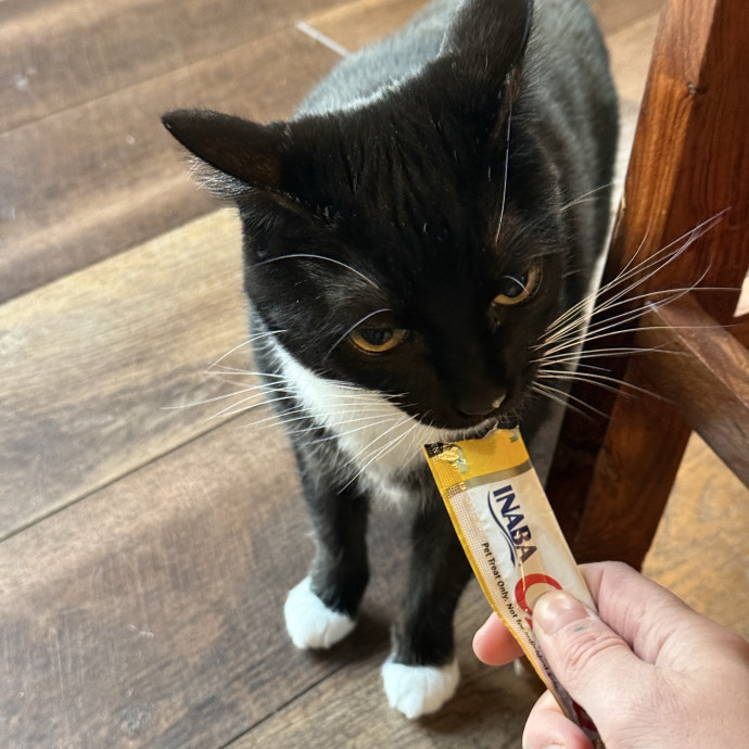 Cam's Cat Sitting