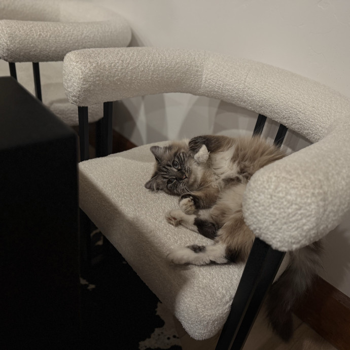 Cam's Cat Sitting