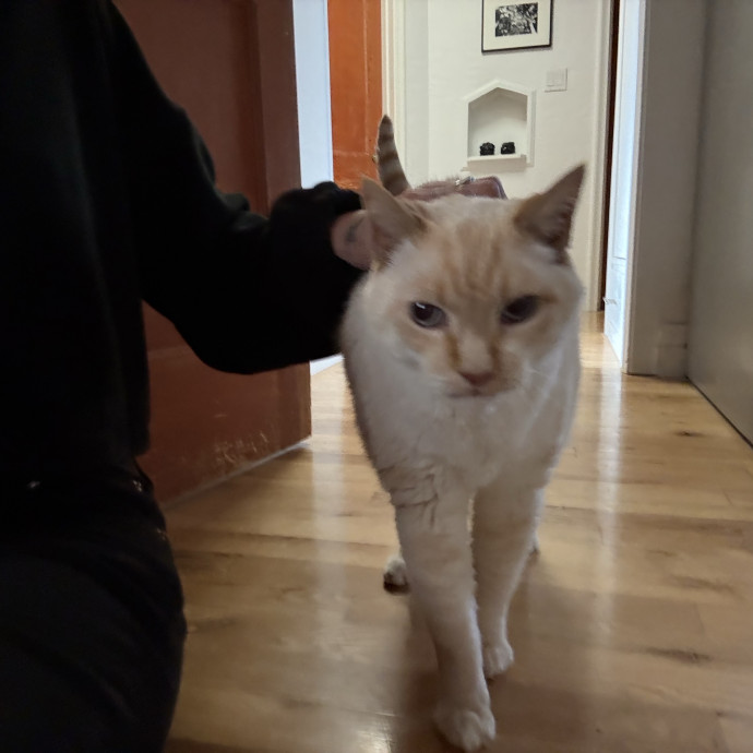 Cam's Cat Sitting