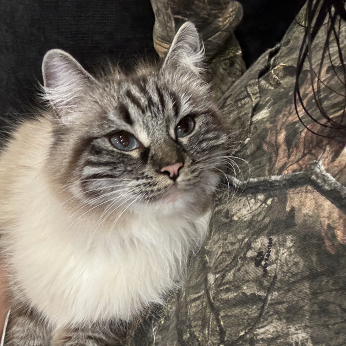 Cam's Cat Sitting