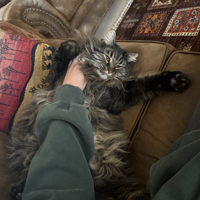 Cam's Cat Sitting