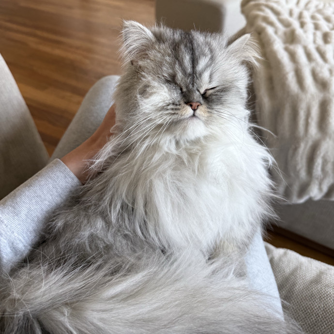Cam's Cat Sitting