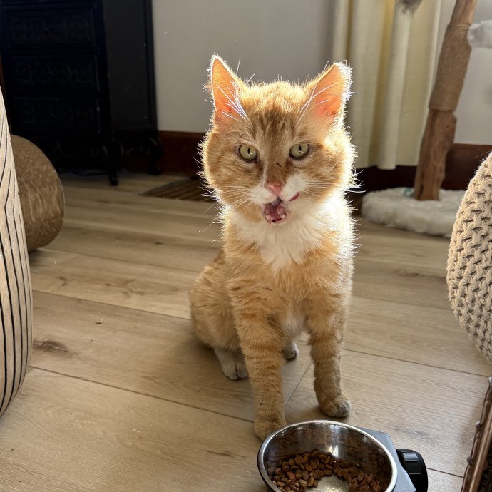 Cam's Cat Sitting