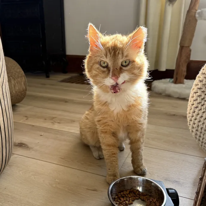 Cam's Cat Sitting