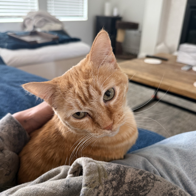 Cam's Cat Sitting