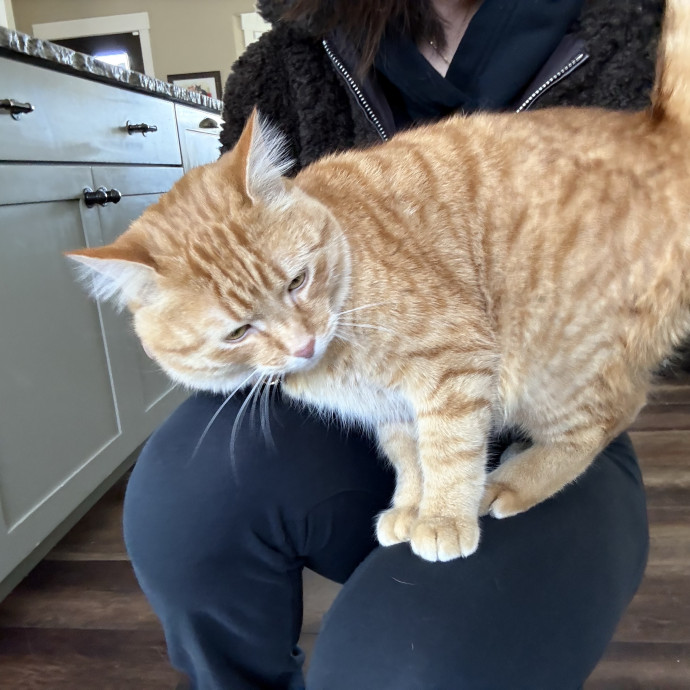 Cam's Cat Sitting