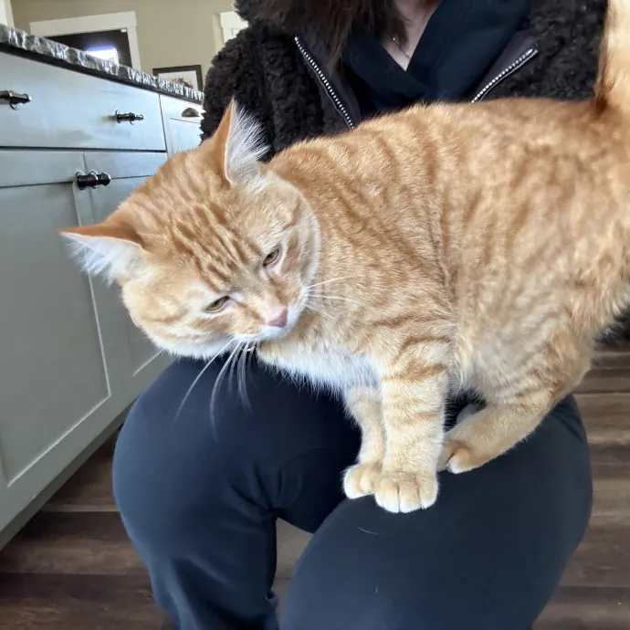 Cam's Cat Sitting