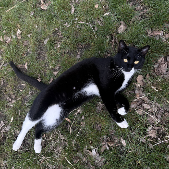 Cam's Cat Sitting