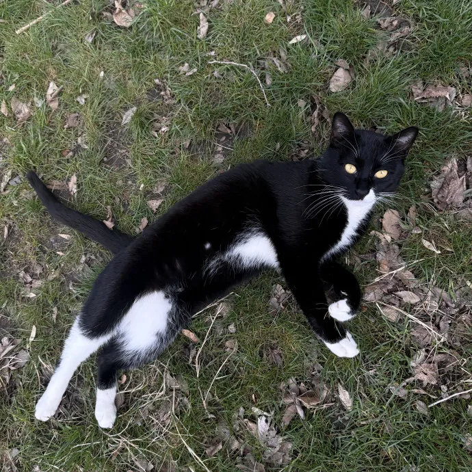 Cam's Cat Sitting