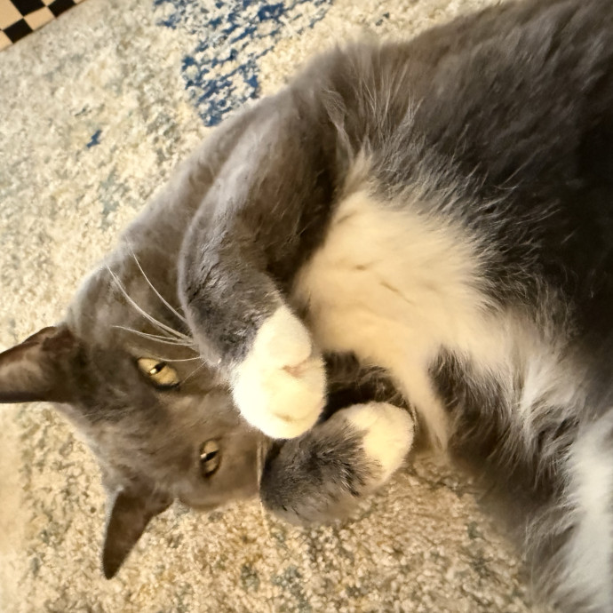 Cam's Cat Sitting