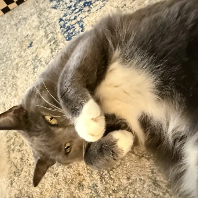Cam's Cat Sitting