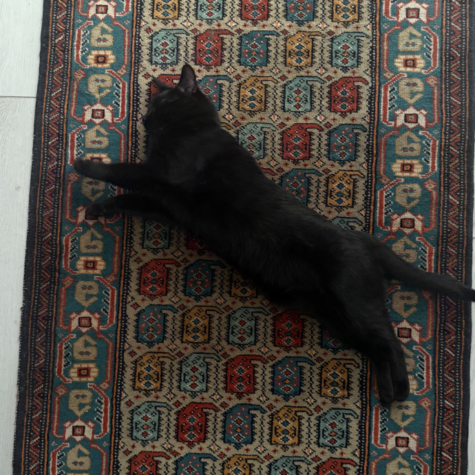 Cam's Cat Sitting