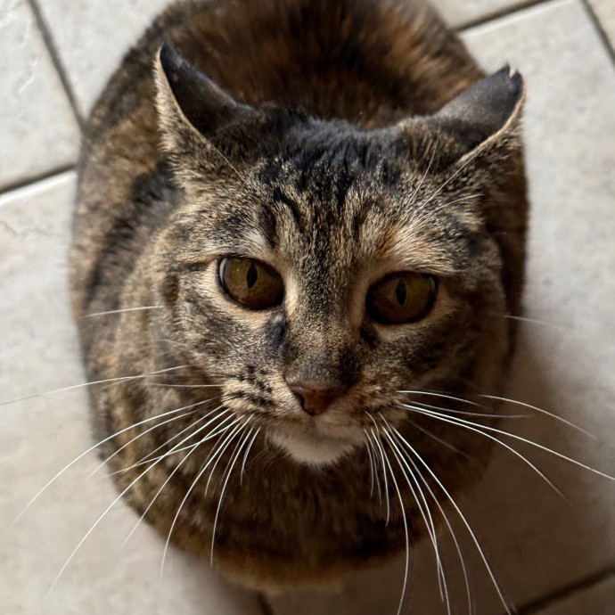 Cam's Cat Sitting